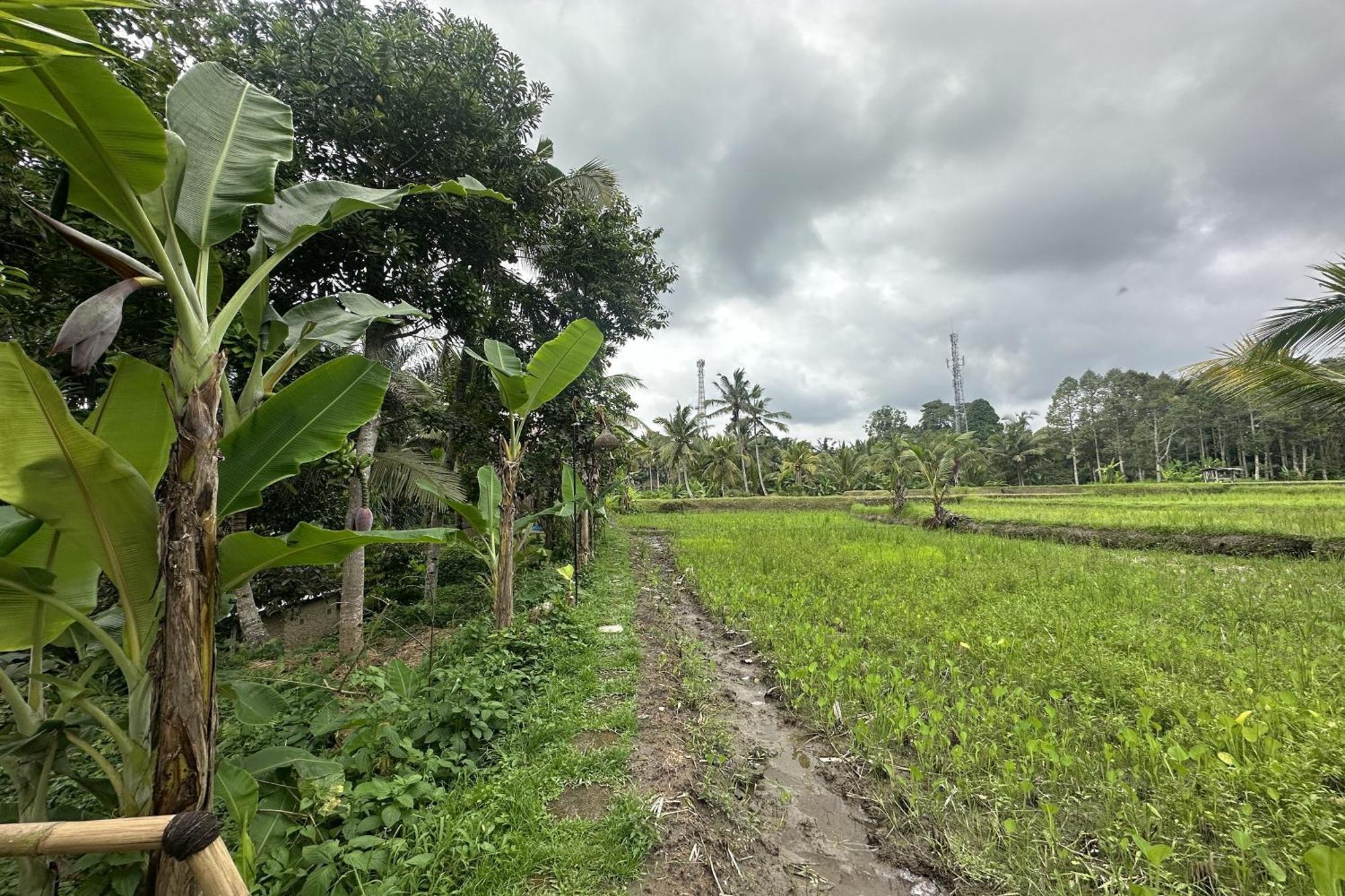 Lumbung Langit Bali House & Hostel Tampaksiring Bagian luar foto